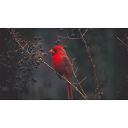 Tablou Canvas - Pasare...