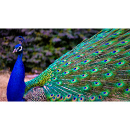 Tablou Canvas - Penaj Coada...