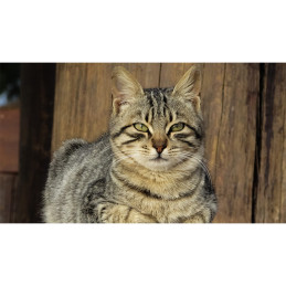 Tablou Canvas - Portret...