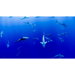 Tablou Canvas - Rechini in...